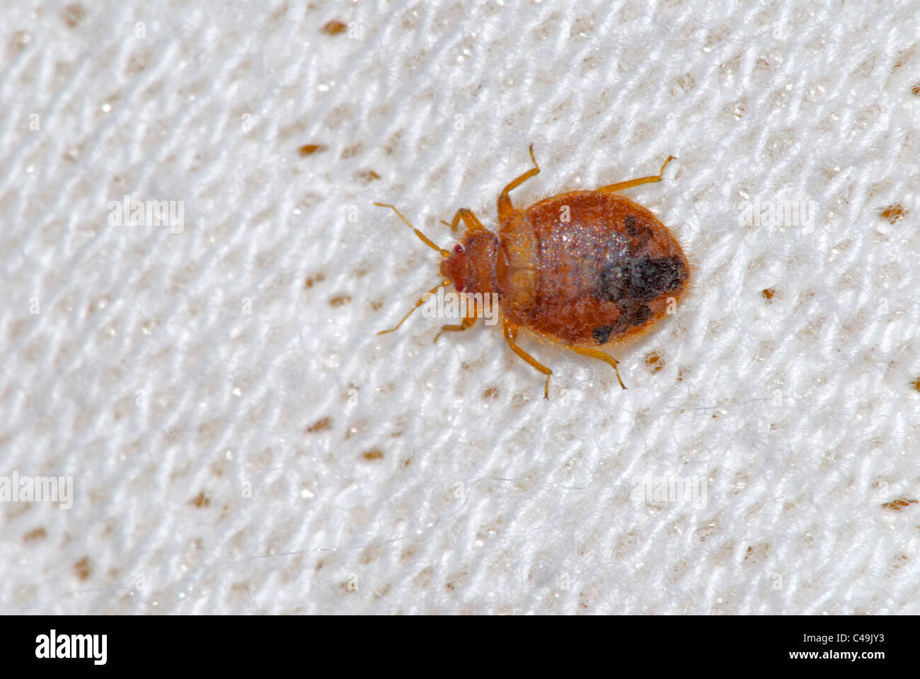 Bed Bug Extermination