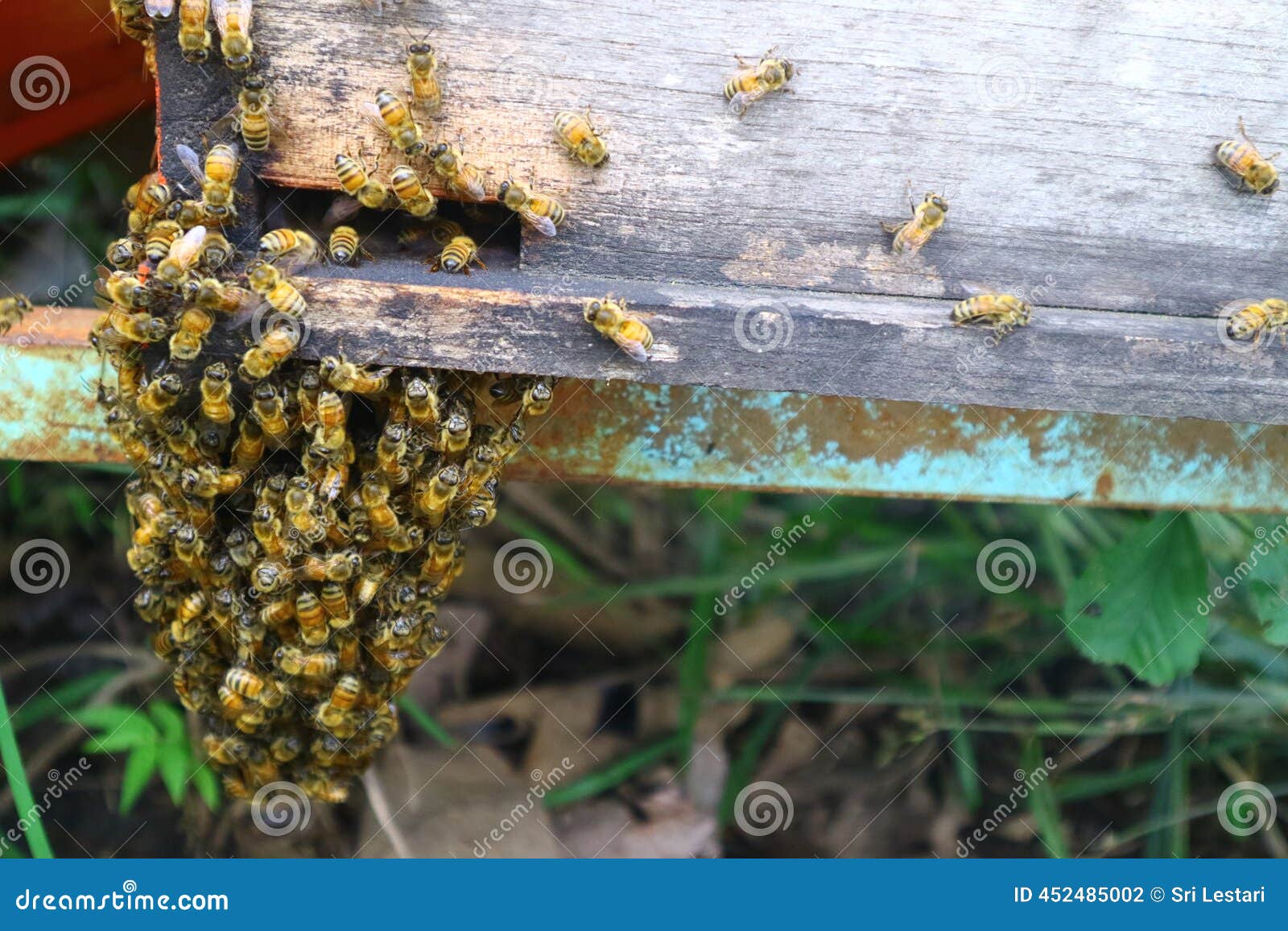 Bee Extermination