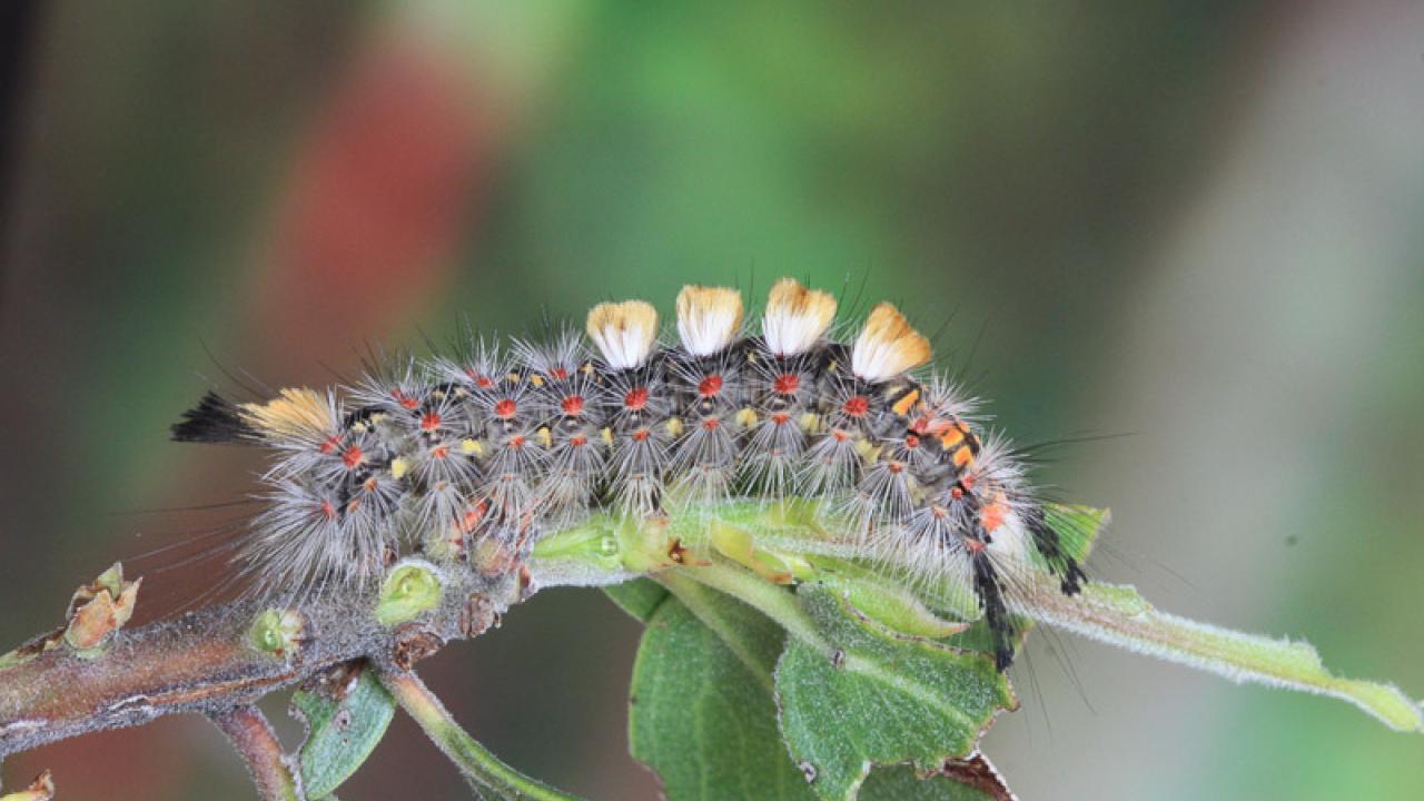 Bug & Insect Extermination