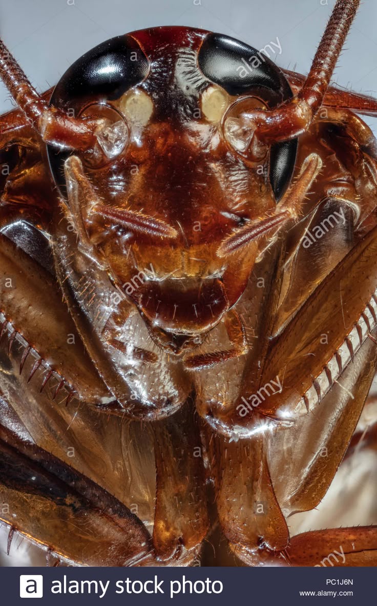 Cockroach Extermination