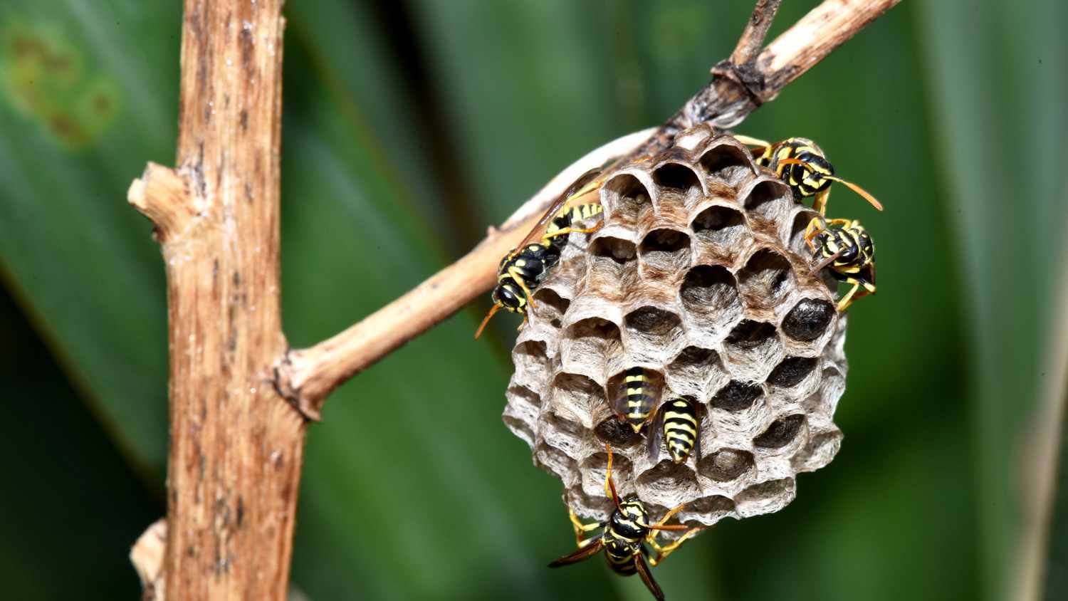Hornet & Wasp Extermination