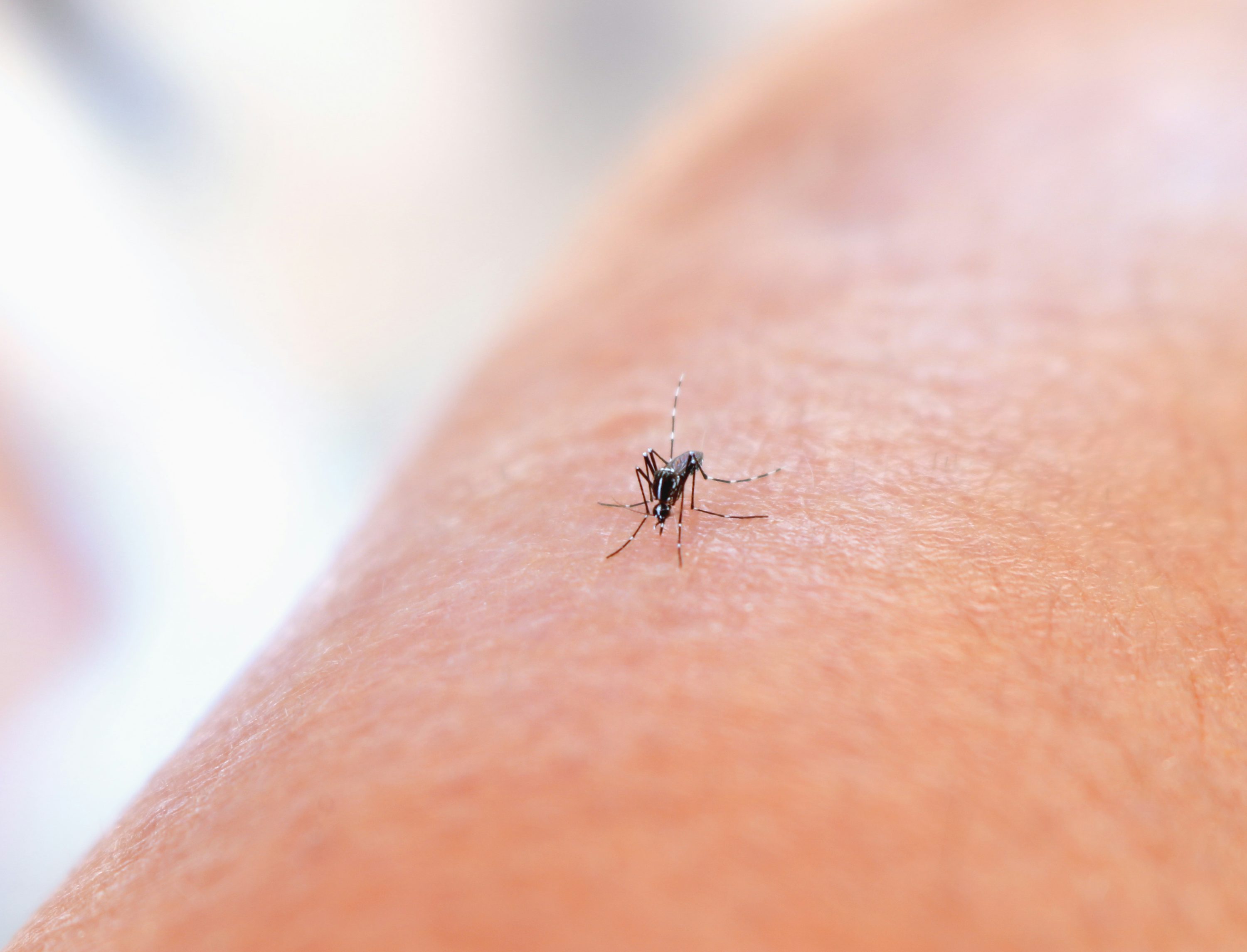 Mosquito Extermination