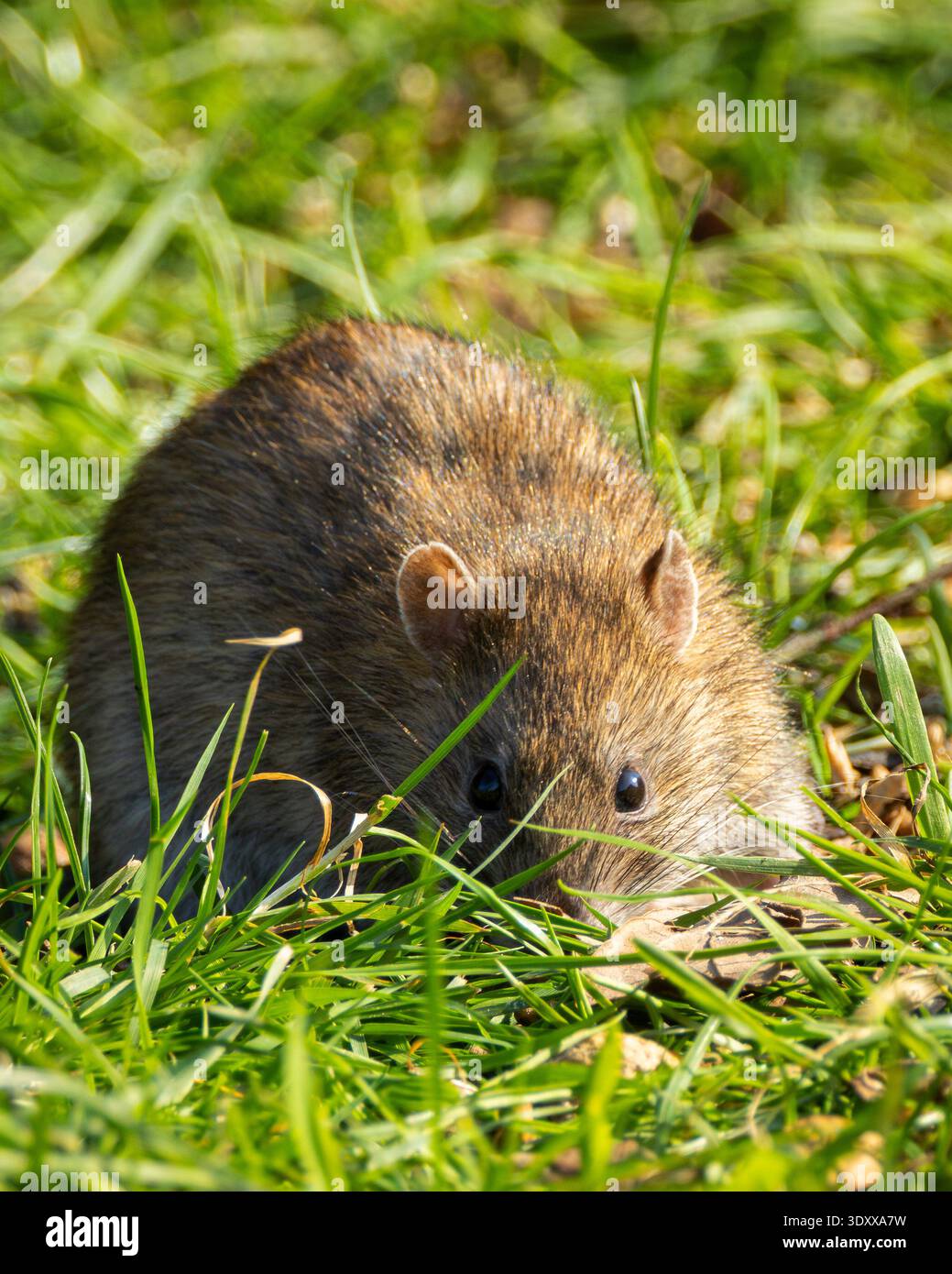 Rodent Extermination