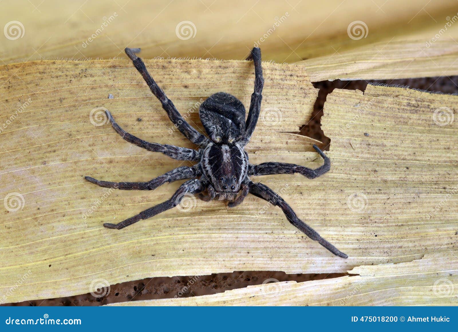 Spider Extermination