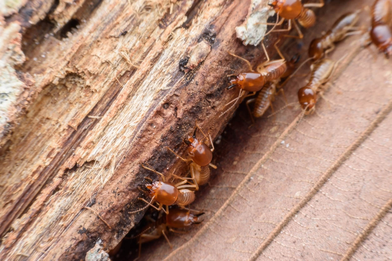 Termite Extermination