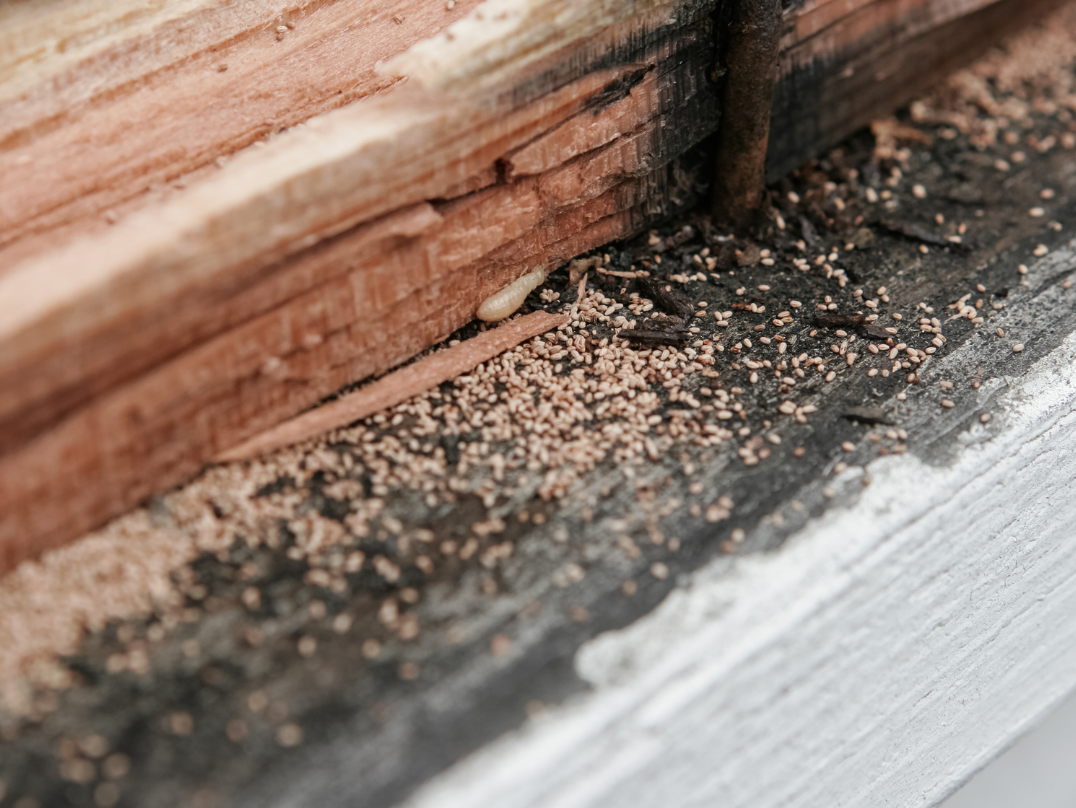 Termite Inspection